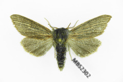 Acronicta nervosa