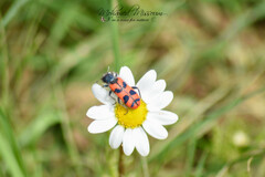 Trichodes umbellatarum