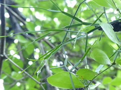 Viscum articulatum