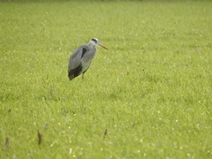 Ardea cinerea
