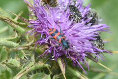 Trichodes umbellatarum