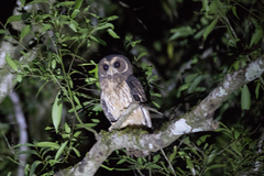 Strix virgata