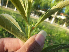 Puccinia carthami