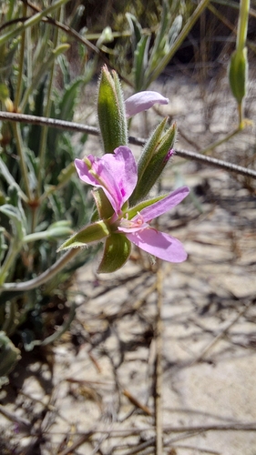 Image of Pelargonium oenotherae by (c) Jacques van der Merwe, some rights reserved (CC BY-SA)