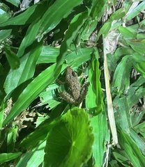 Craugastor fitzingeri