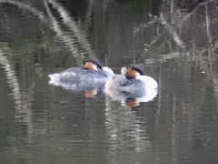 Podiceps cristatus