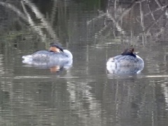 Podiceps cristatus