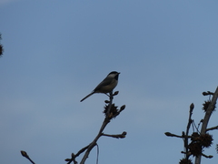 Poecile carolinensis