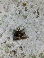 Megalopyge albicollis superba