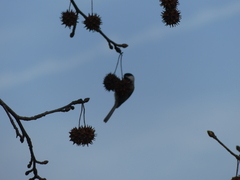 Poecile carolinensis