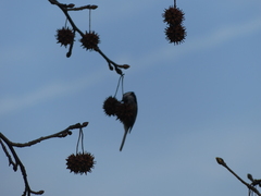 Poecile carolinensis