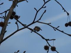 Poecile carolinensis