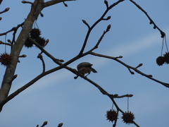 Poecile carolinensis