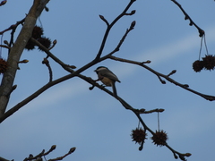 Poecile carolinensis