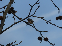Poecile carolinensis