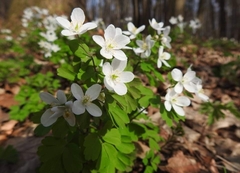 Isopyrum thalictroides