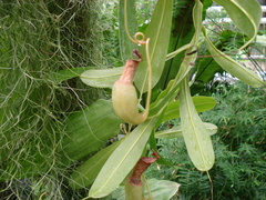 Nepenthes distillatoria