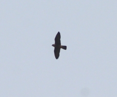Falco peregrinus