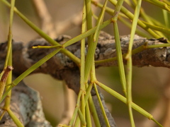 Viscum articulatum