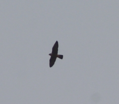 Falco peregrinus