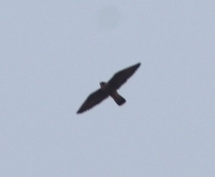 Falco peregrinus