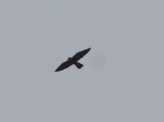 Falco peregrinus