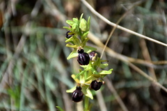 Ophrys sphegodes