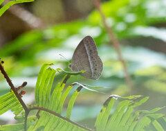 Mycalesis orseis
