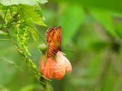 Dione glycera