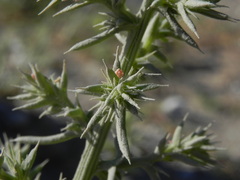 Salsola squarrosa