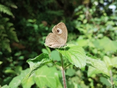 Mycalesis junonia