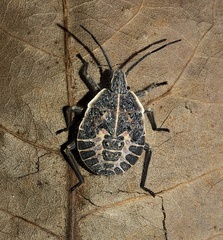 Peltasticus punctatus