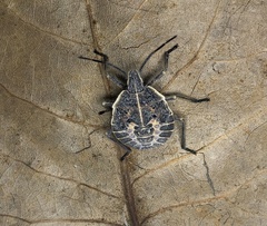 Peltasticus punctatus