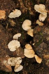 Marasmius falcatipes