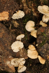 Marasmius falcatipes
