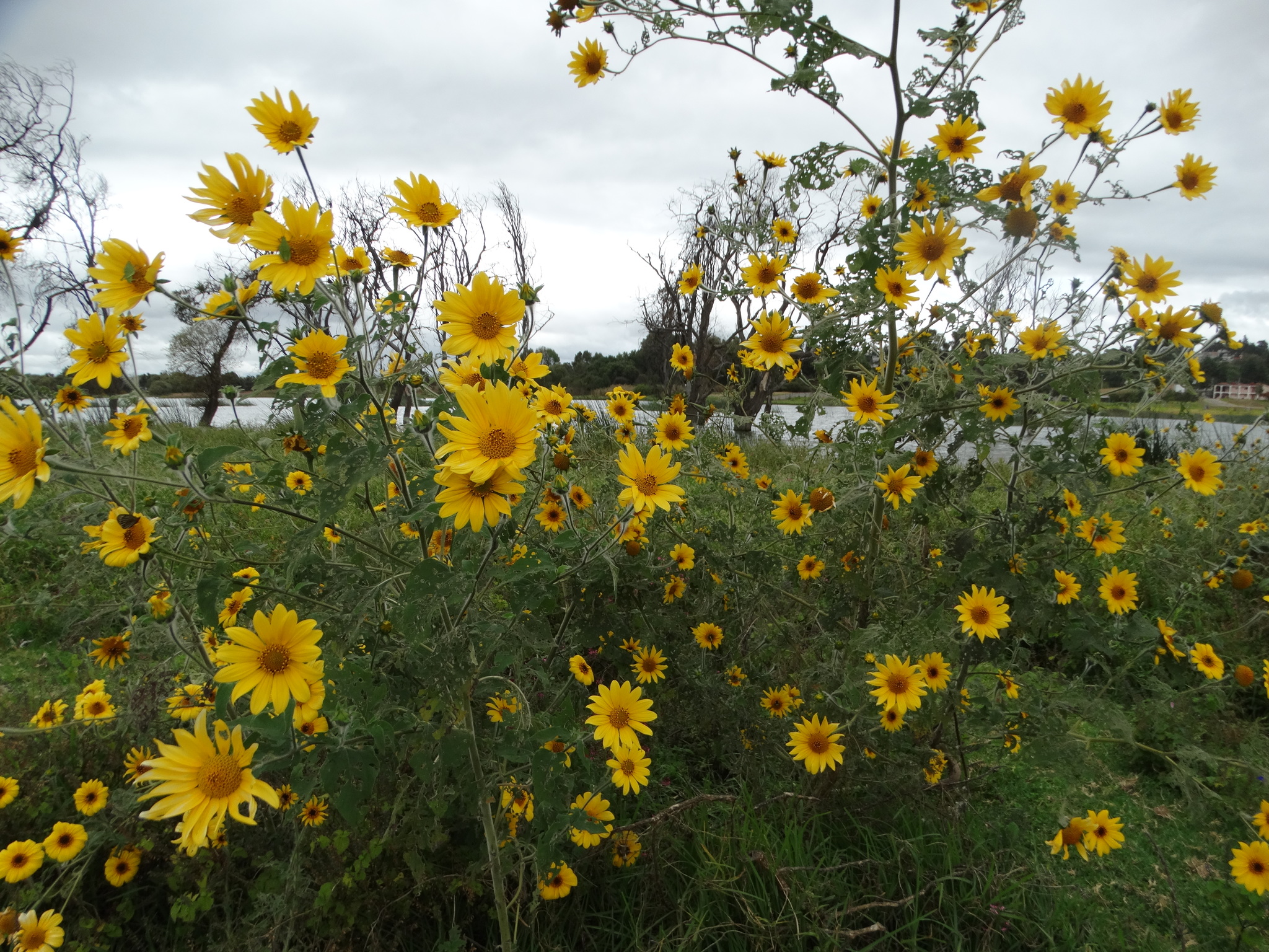 Gigantón (Tithonia tubaeformis) · iNaturalist Ecuador