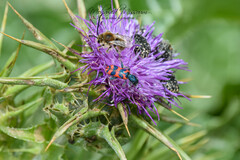 Trichodes umbellatarum