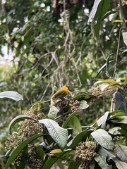 Caryothraustes poliogaster