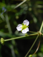 Alisma lanceolatum
