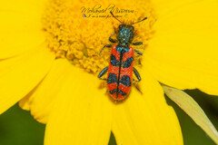 Trichodes umbellatarum