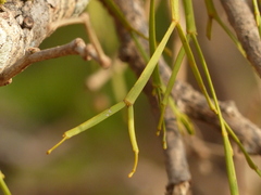 Viscum articulatum