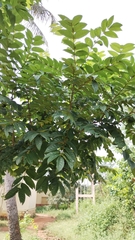 Spathodea campanulata