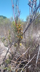 Stylapterus fruticulosus