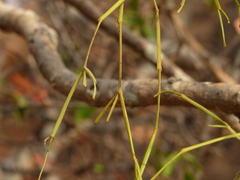 Viscum articulatum