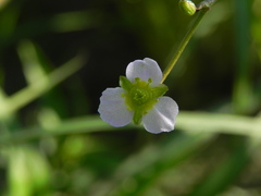 Alisma lanceolatum