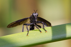 Prolepsis tristis