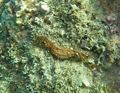 Holothuria hilla