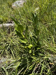 Vangueria venosa