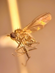 Hydrophorinae
