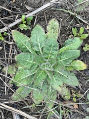 Silphium radula